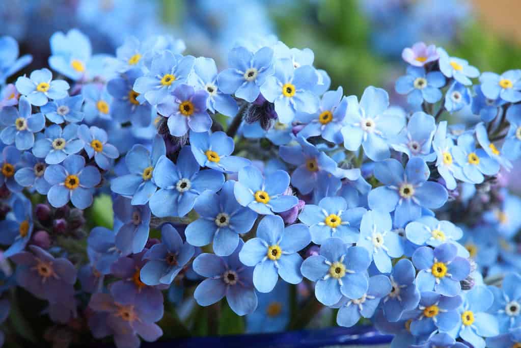 I nontiscordardimé sono alcuni dei fiori blu più belli della primavera.