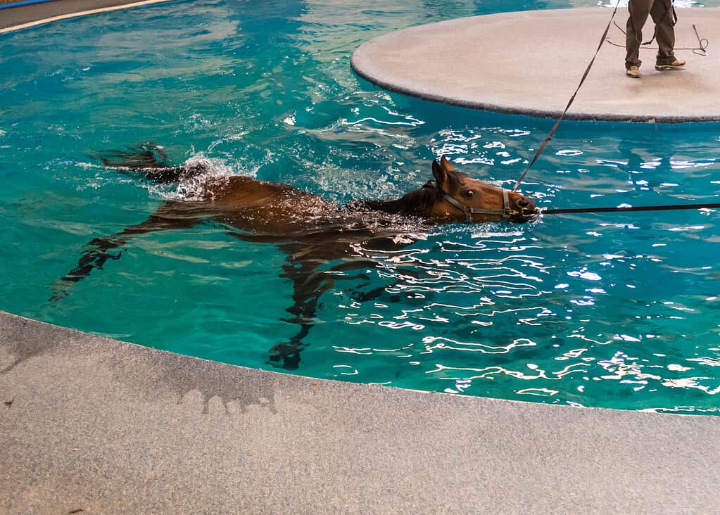 Nuoto del cavallo per la riabilitazione della piscina per cavalli