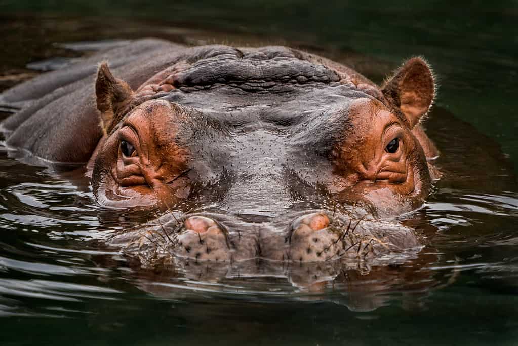 Ritratto frontale di ippopotamo parzialmente sommerso dall'acqua