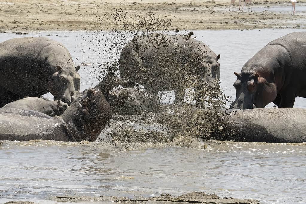 Due ippopotami che combattono e spruzzano acqua fangosa tutt'intorno, nel lago Magadi, in Tanzania.