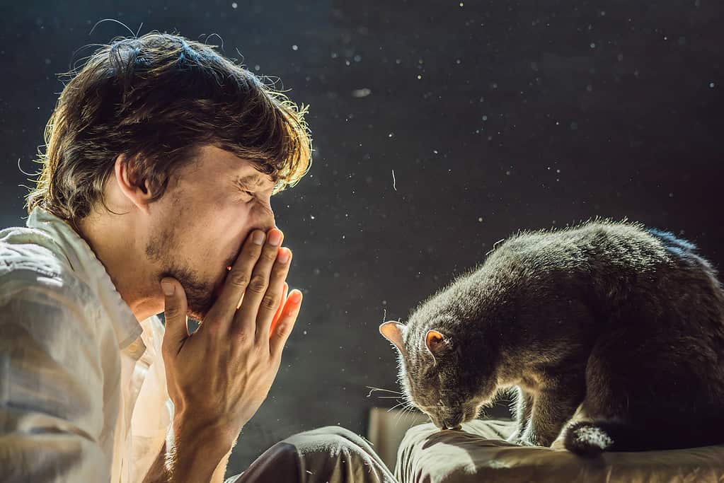 L'uomo è allergico a un gatto.  Un uomo starnutisce a causa del fatto che accanto a un animale domestico