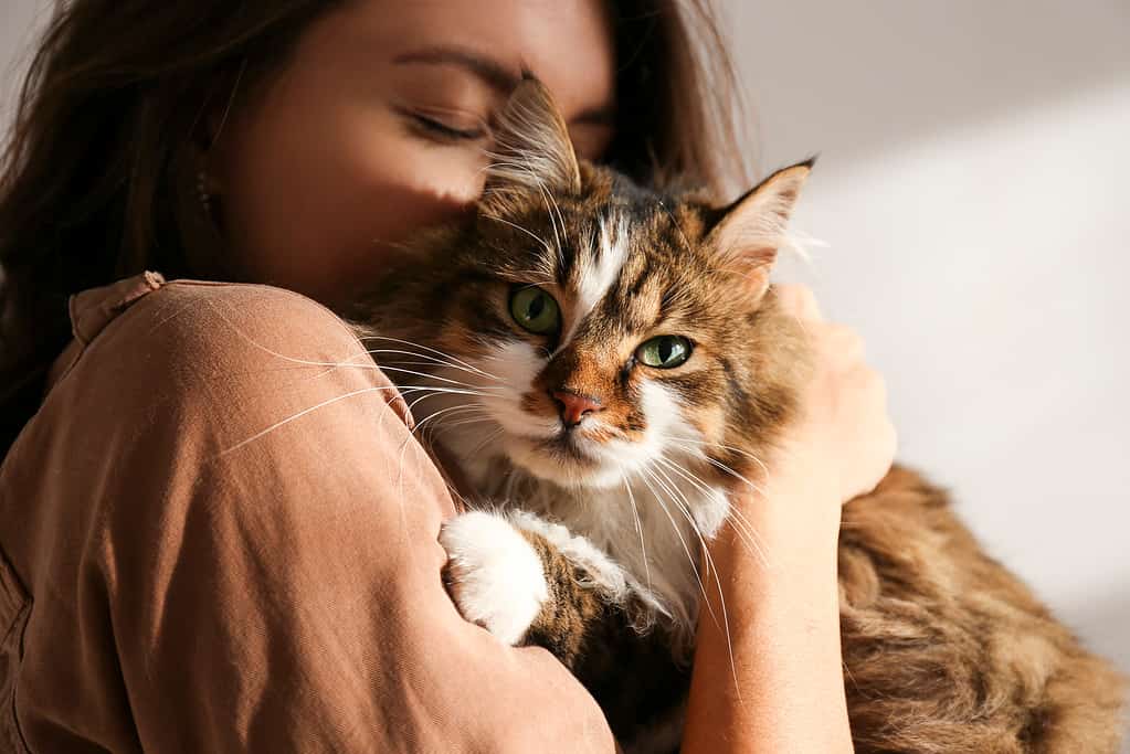 Ritratto di giovane donna che tiene un simpatico gatto siberiano con gli occhi verdi.  Femmina che abbraccia il suo gattino dai capelli lunghi carino.  Sfondo, copia spazio, primo piano.  Adorabile concetto di animale domestico domestico.