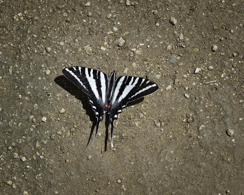 Le farfalle Zebra Swallowtail possono essere trovate in Florida