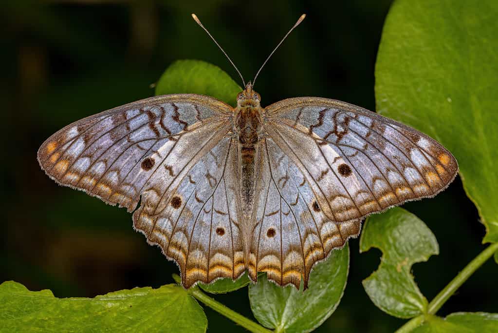La farfalla pavone bianca su una foglia verde vive in Florida
