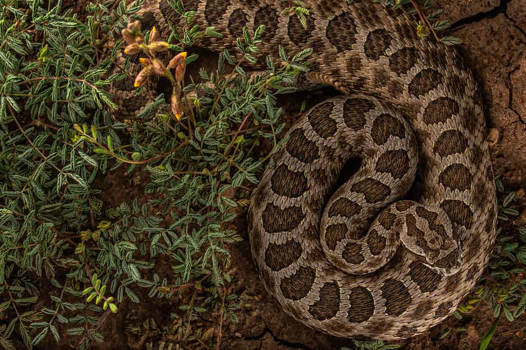 Massasauga occidentale adulto (Sistrurus tergeminus)