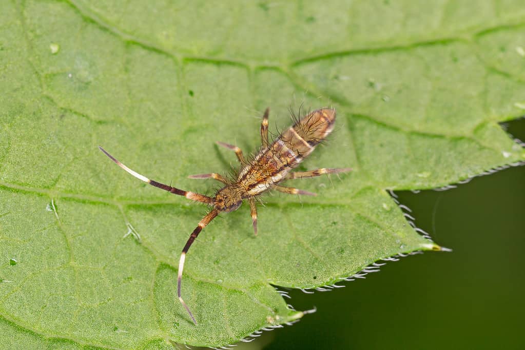 Orchesella flavescens è una specie di esile collembolo della famiglia Entomobryidae.  Springtail slanciato, Orchesella flavescens su foglia verde