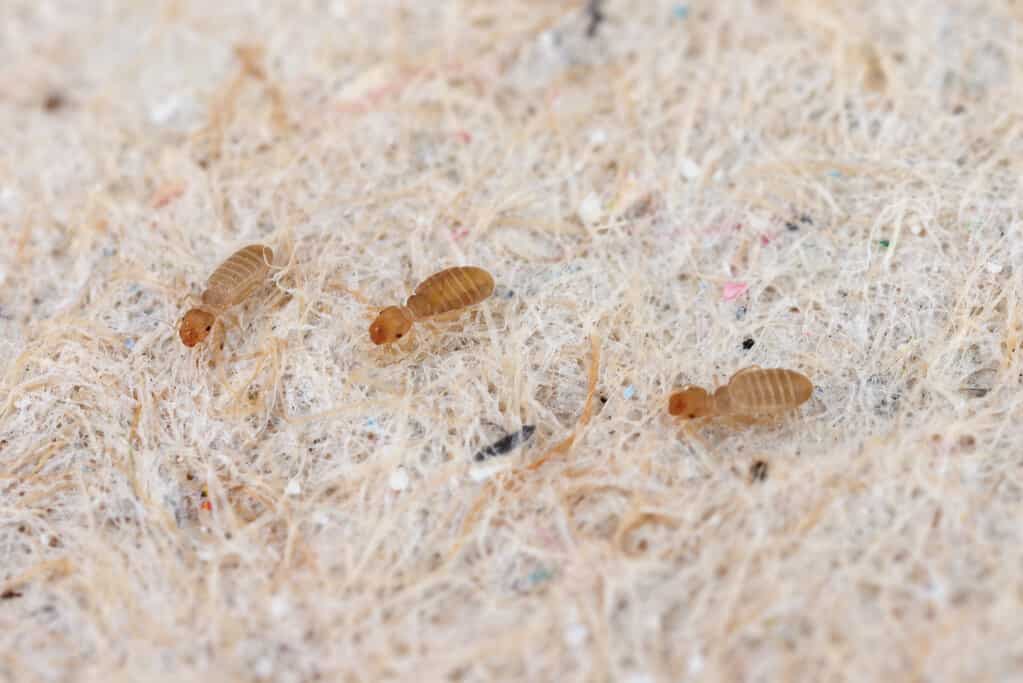 Psocidi del genere Liposcelis - Psocoptera - booklice, barklice o barkflies, ben noti come parassiti dei prodotti immagazzinati.  Insetti su carta ad alto ingrandimento.