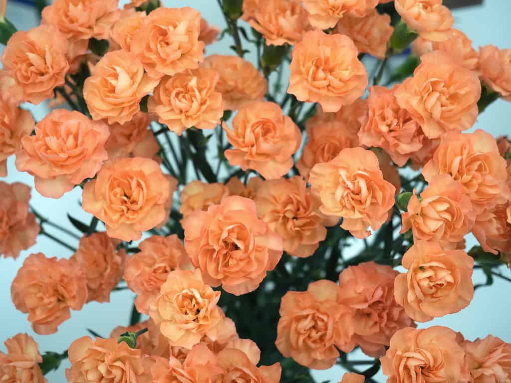 Garofano arancione