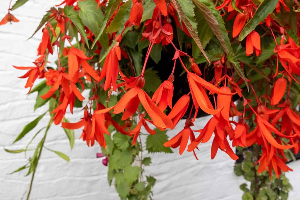 Begonia boliviense