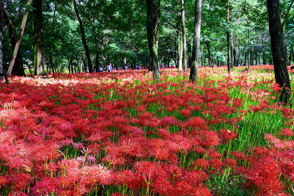 Campo di gigli di ragno rosso