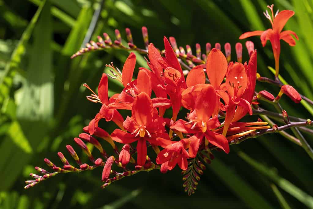 Crocosmia 'Lucifero'