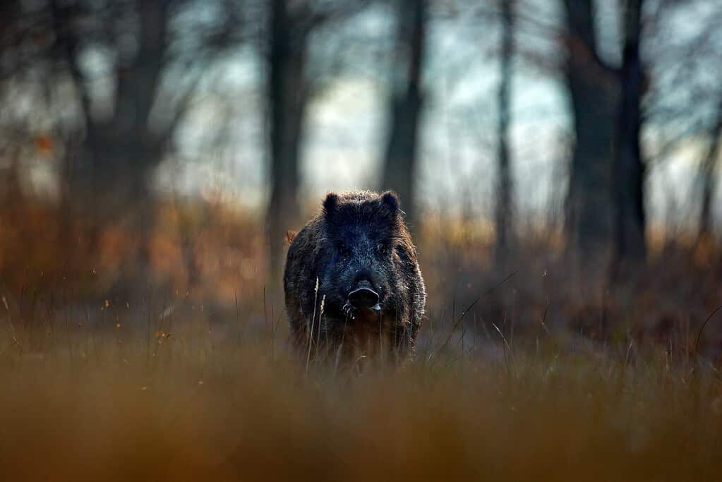Grande cinghiale, Sus scrofa, in esecuzione sul prato erboso, foresta rossa di autunno in background.  Scena della fauna selvatica dalla natura.
