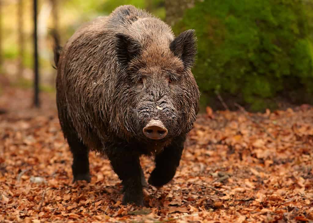 Un cinghiale vaga attraverso una vibrante foresta autunnale, alla ricerca di cibo e godendosi il clima fresco.