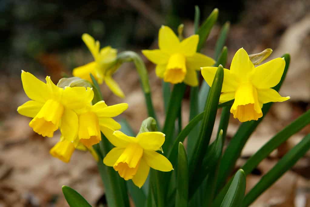 Narcisi gialli in miniatura