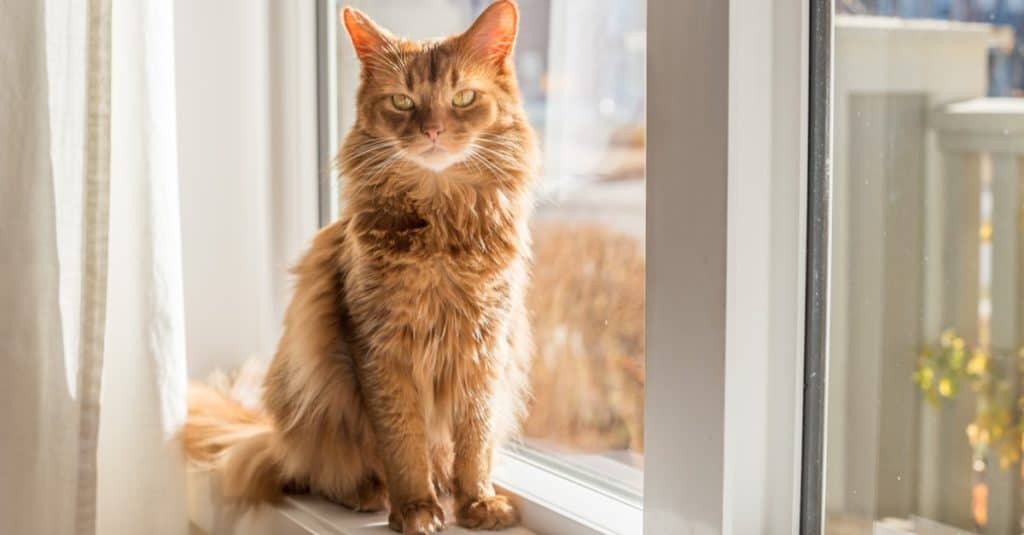 Gatto somalo seduto in una soleggiata finestra rifinita di bianco con foglie autunnali all'esterno.