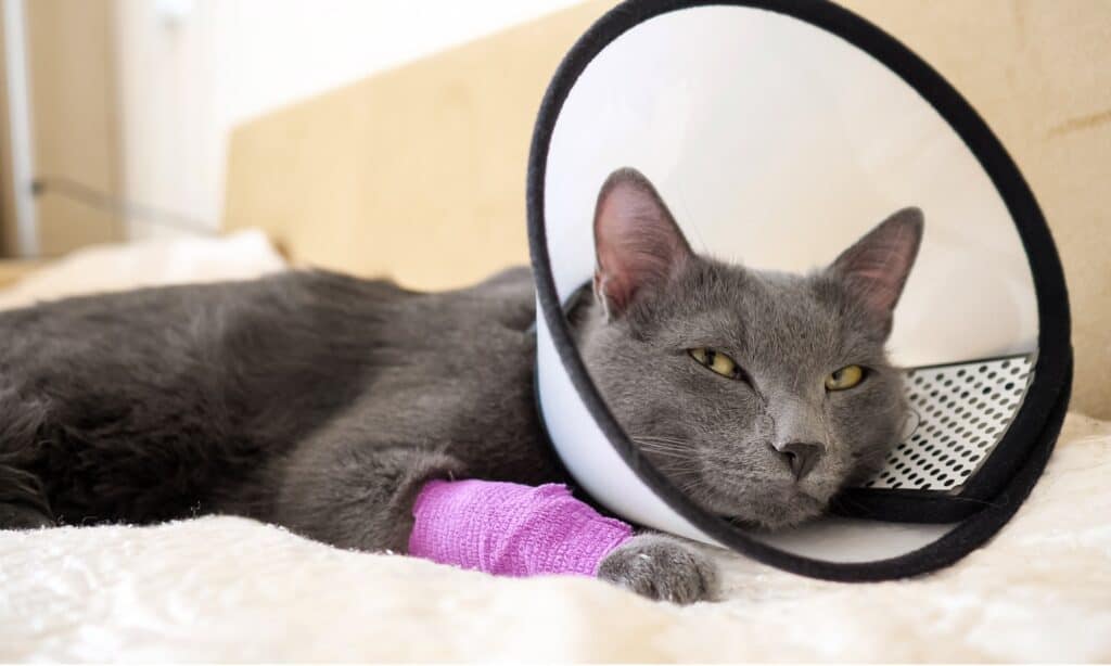 Assicurazione per animali domestici ASPCA