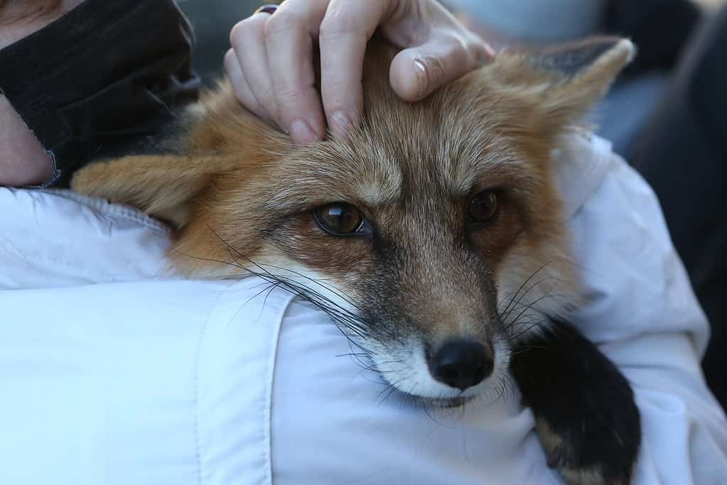 Volpi come animali domestici