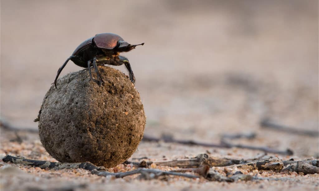 Scarabeo stercorario