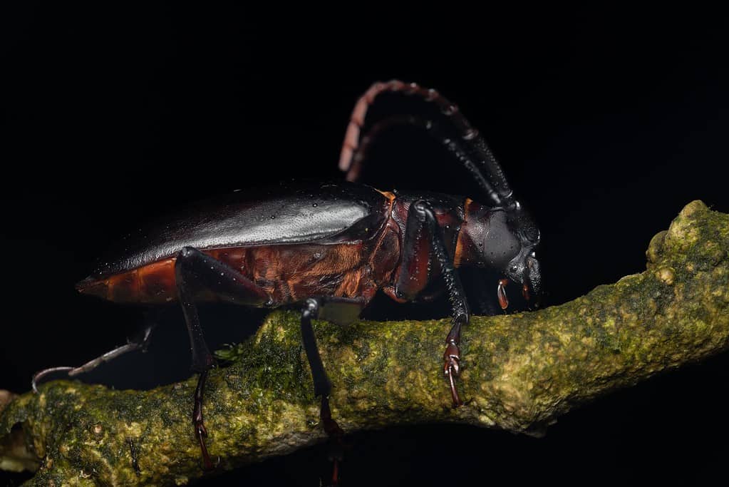 Scarabeo dalle lunghe corna - Tipi di coleotteri marroni