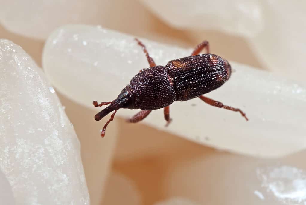 Punteruolo del mais o punteruolo del riso - Tipi di coleotteri marroni