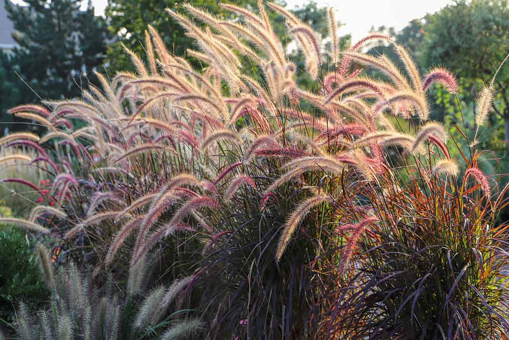 Erba Fontana
