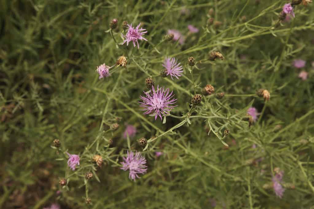 Centaurea maculosa, fiordaliso maculato