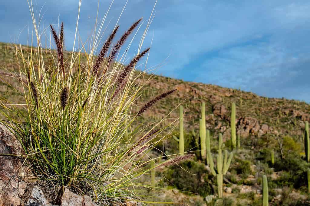 Buffelgrass invasivo