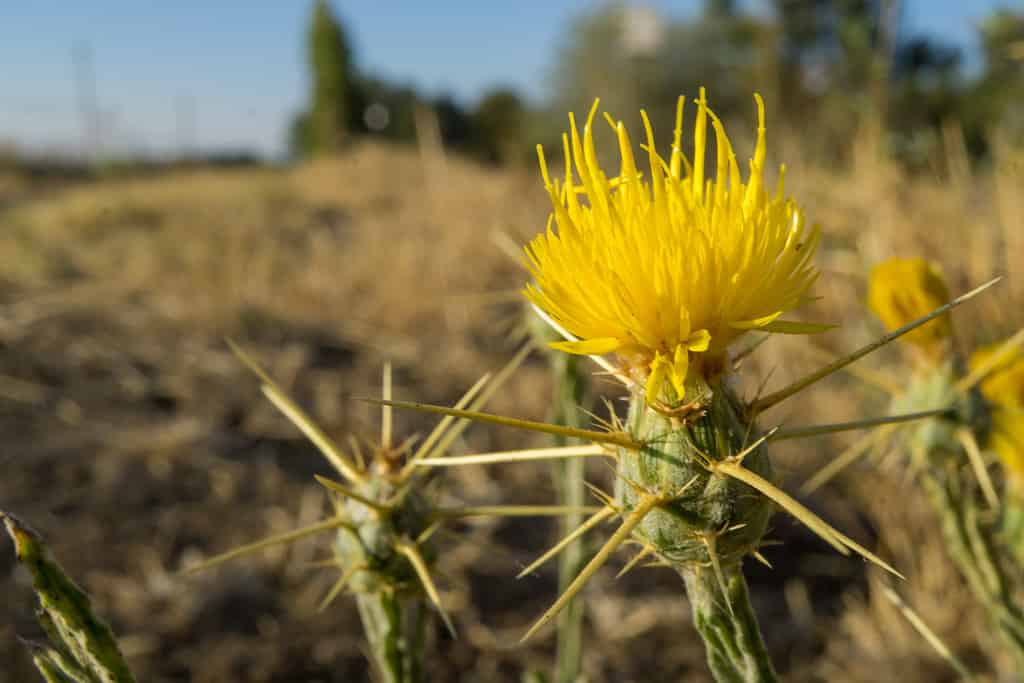 Cardo stellato giallo
