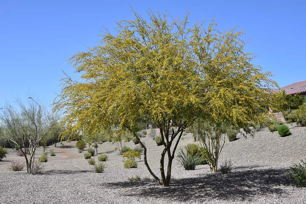 Acacia dolce