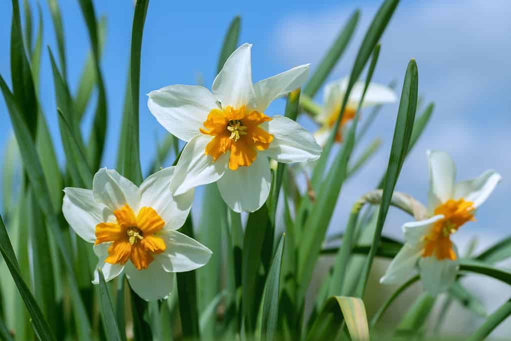 cultivar di narciso