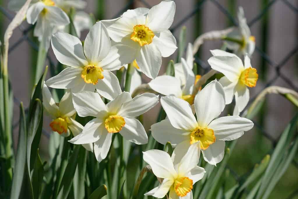 Narciso 'Albatro'