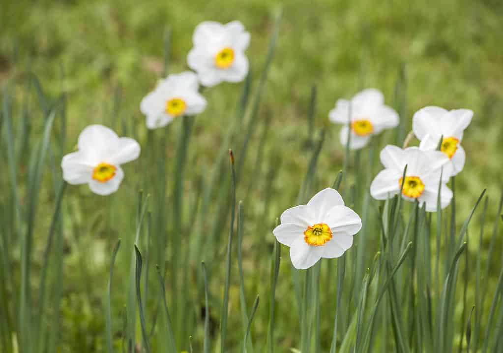 Narciso 'La Riante'