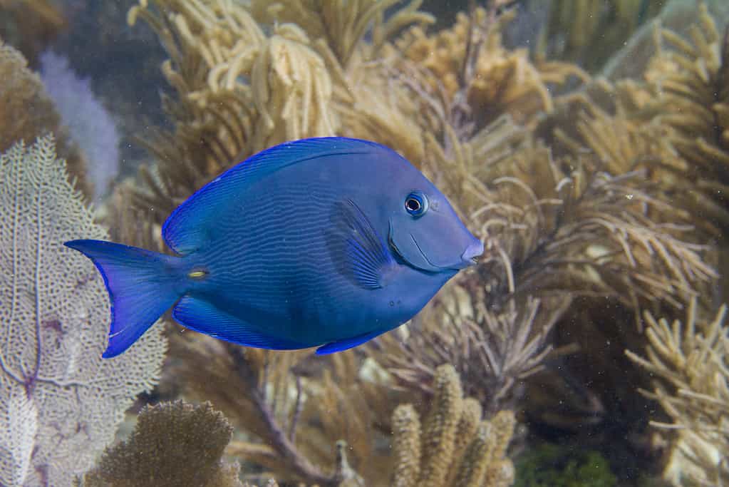 Codolo blu atlantico (Acanthurus coeruleus)