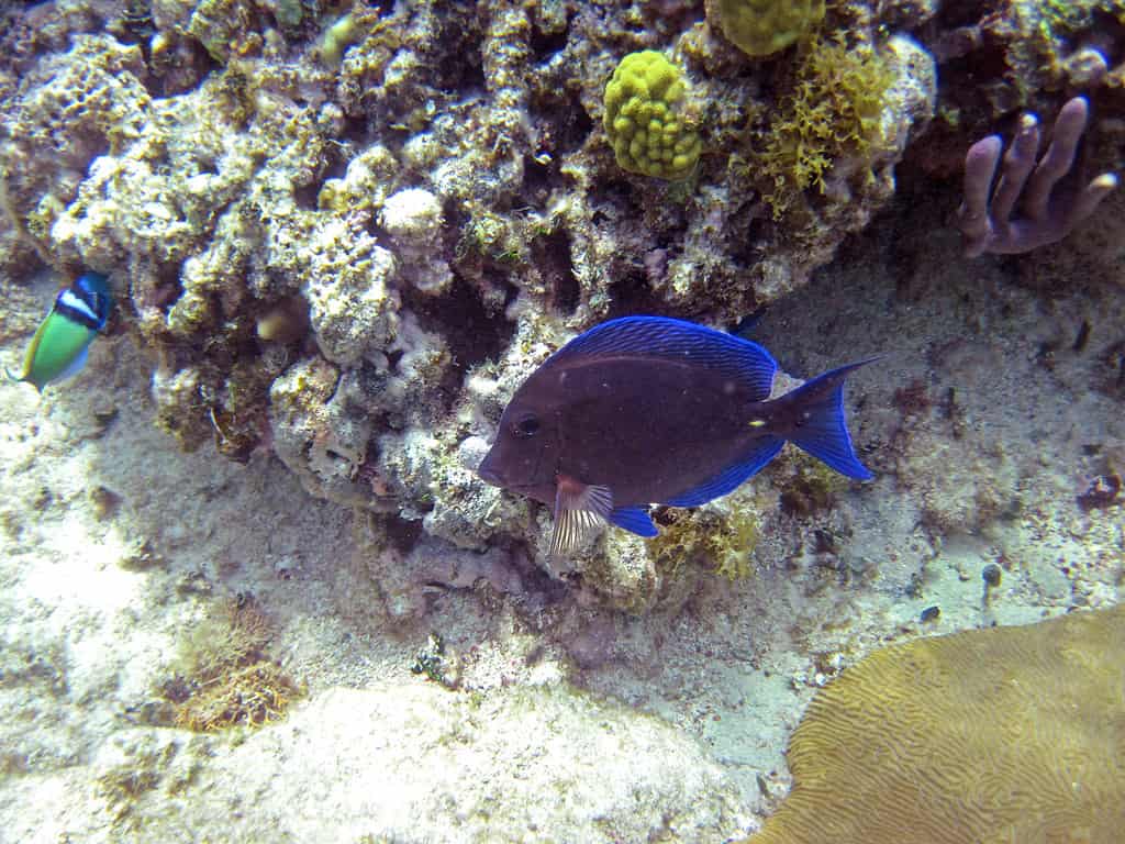 Acanthurus coeruleus (codolo blu)