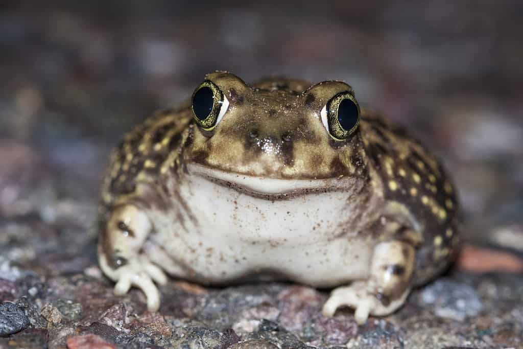 Il rospo spadefoot di Couch