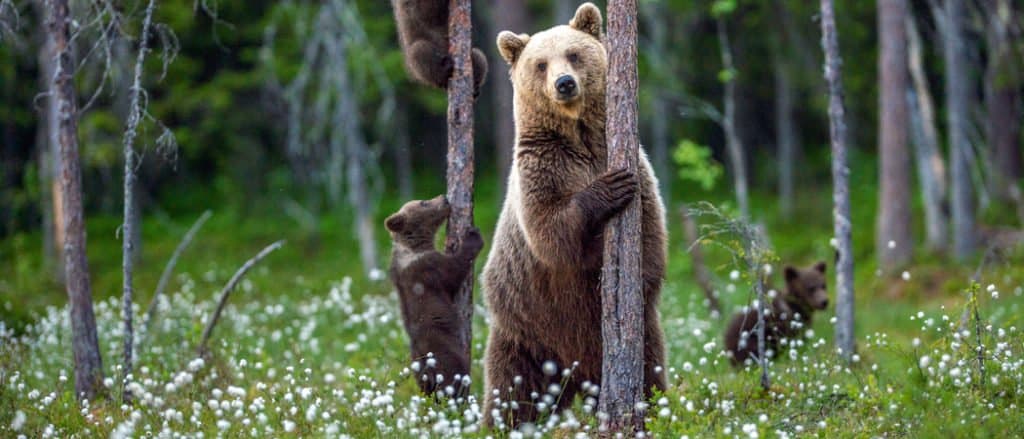 orso bruno della bosnia ed erzegovina
