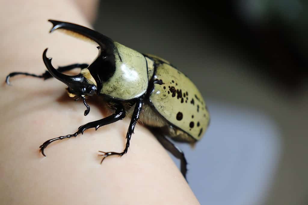 scarabeo ercole occidentale