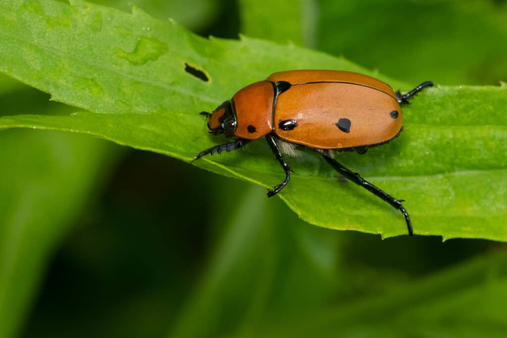 Scarabeo della vite