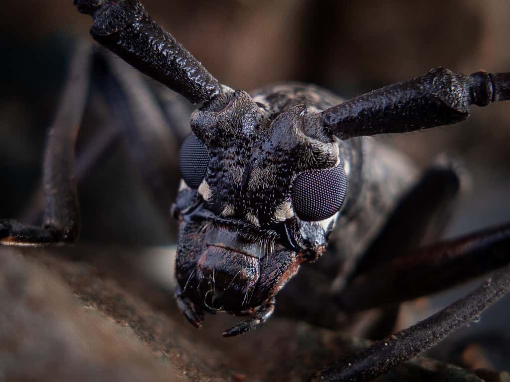 Scarabeo Sawyer del pino nord-orientale - Monochamus contrassegnato