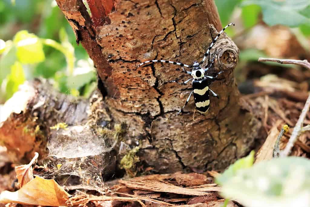 Borer Beetle di ontano fasciato