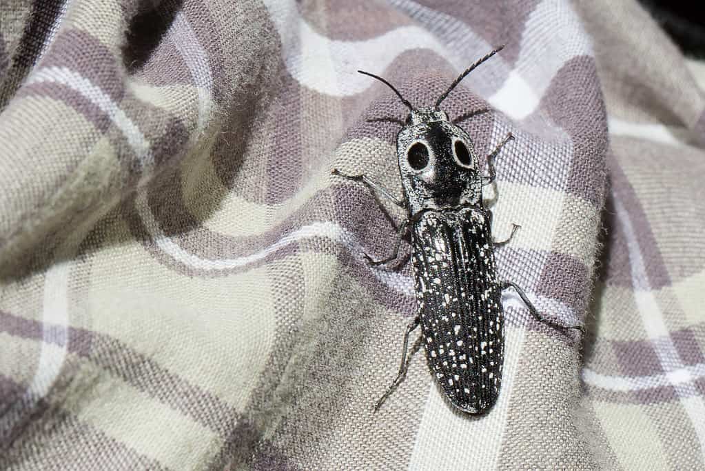 Scarabeo clic dagli occhi