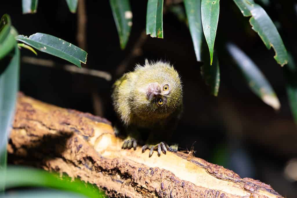Scimmia marmoset pigmeo occidentale