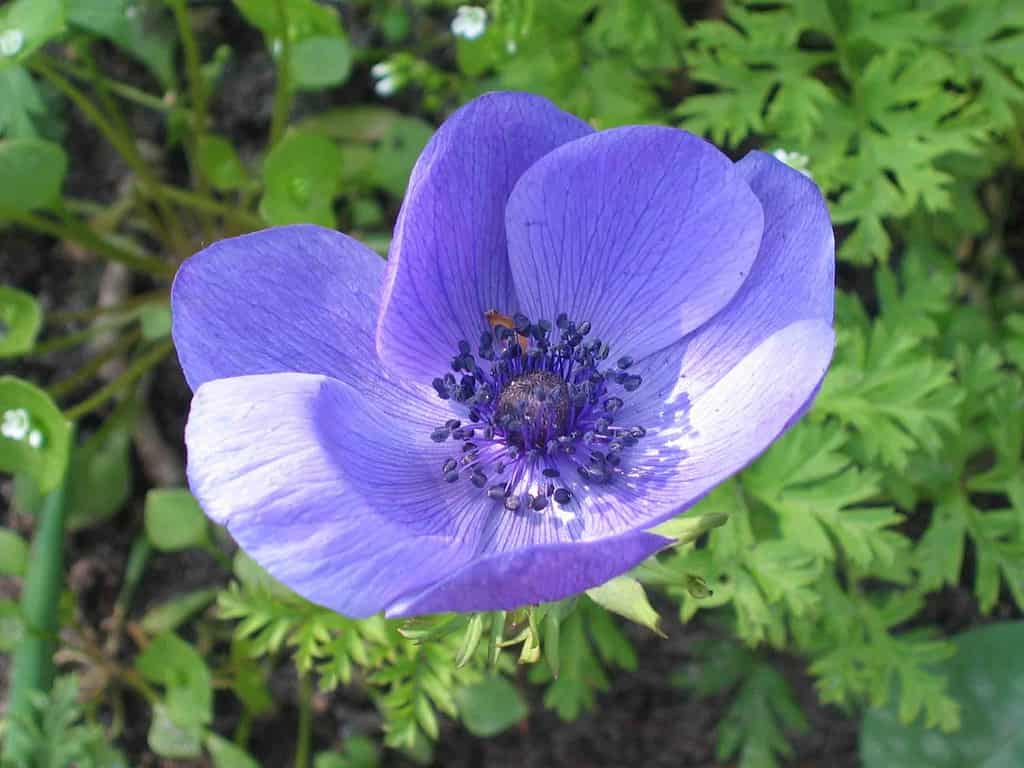 Anemone coronarico di Caen