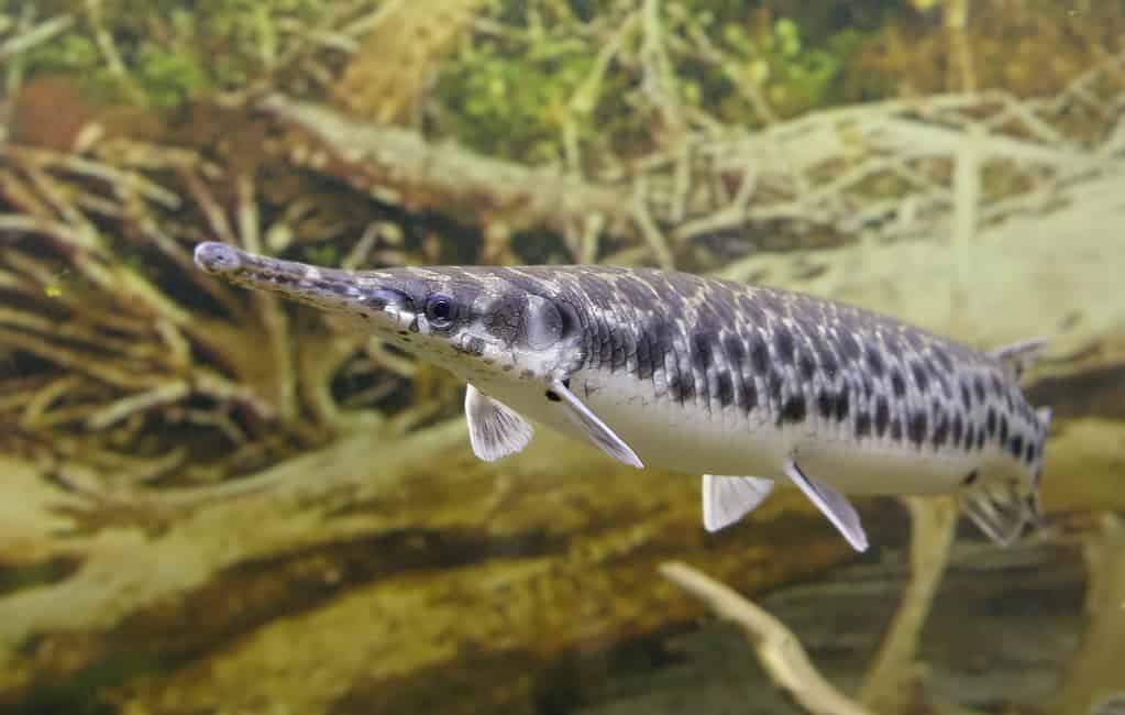 Il più grande luccio dal naso lungo mai catturato nel Mississippi pesava 48 libbre 1 oncia
