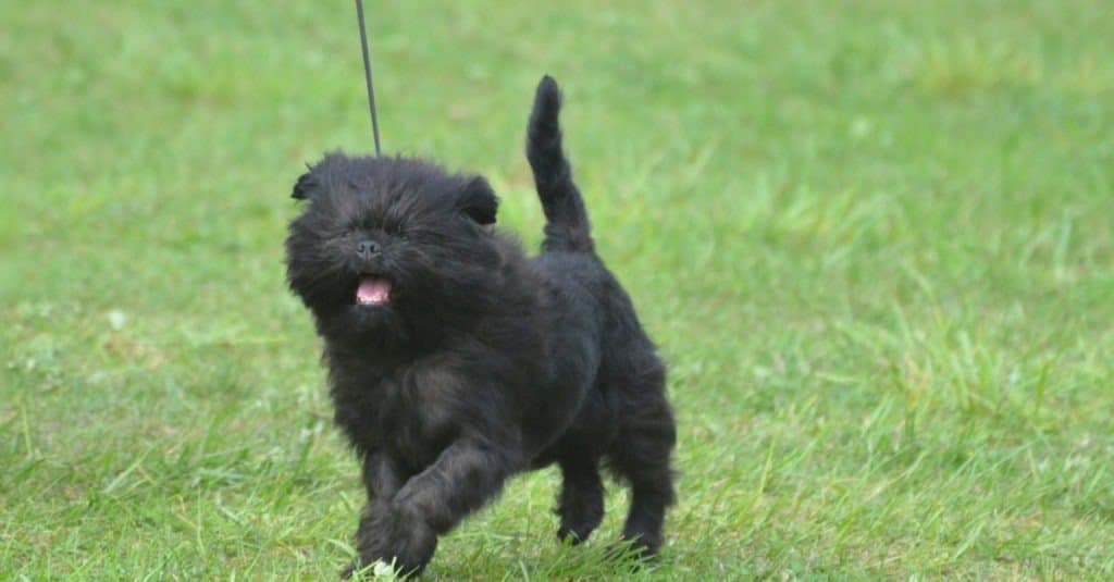 Gli Affenpinscher discendono dall'originale pinscher tedesco