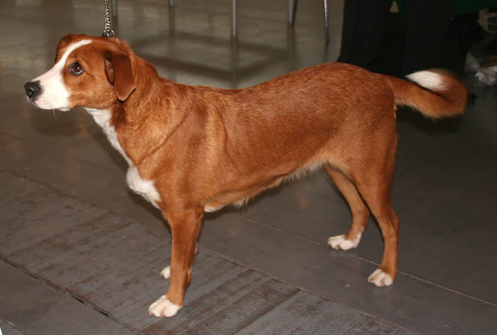 pinscher austriaco