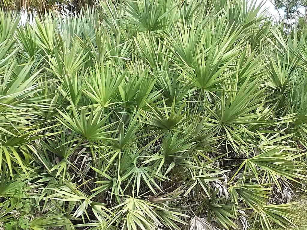 Saw Palmetto in una riserva ambientale.