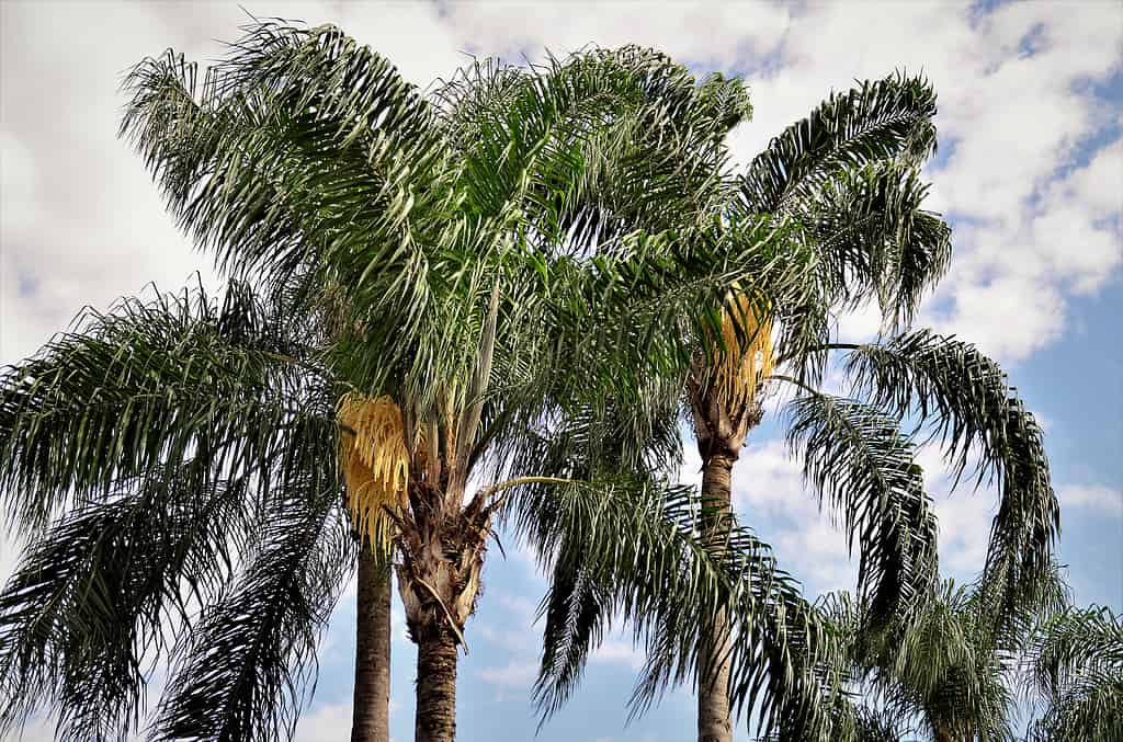 Syagrus romanzoffiana palme con fiore