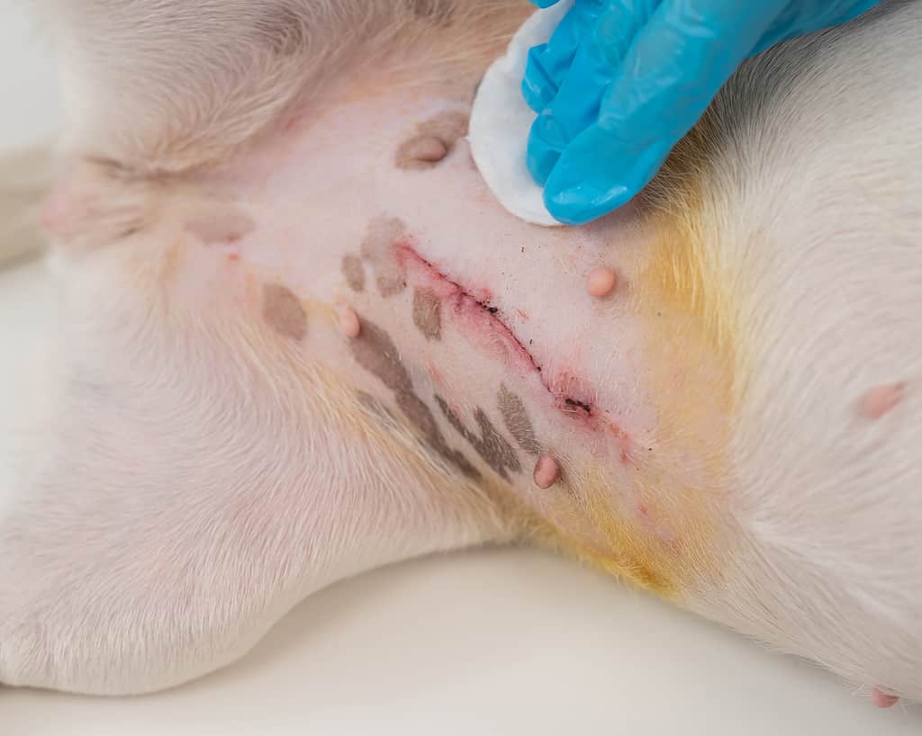 Post-operatorio del cane