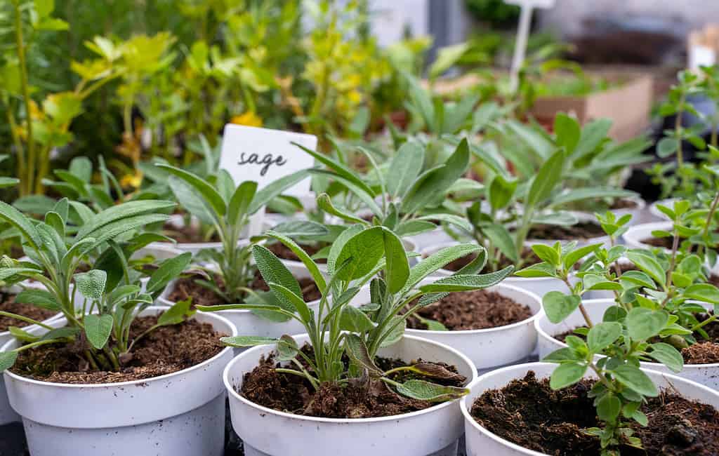 Piantine di salvia